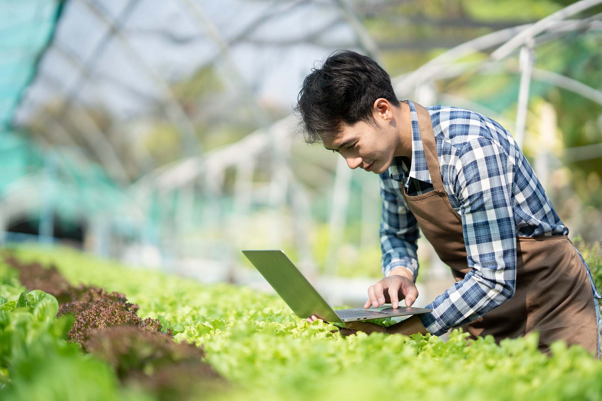 Young male farm worker in an apron using a laptop among rows of green plants in a greenhouse.