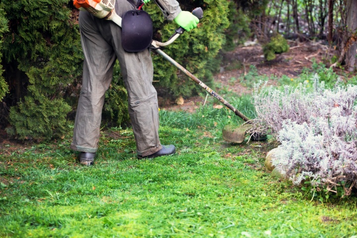 Landscaper using a string trimmer to edge grass near garden plants and shrubs