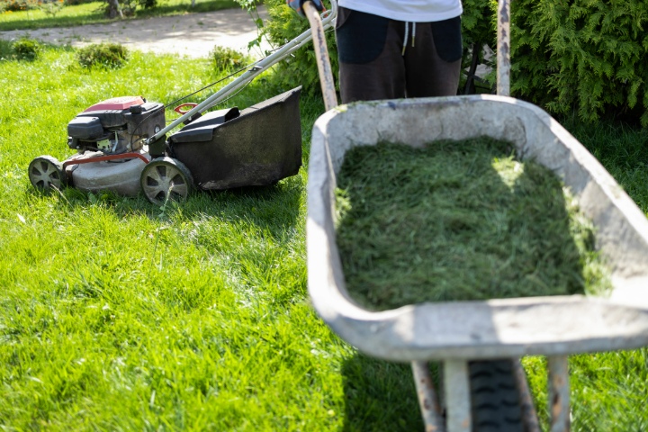 Lawn care worker collecting grass in a wheelbarrow