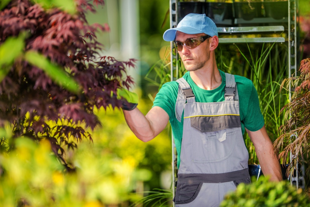 Professional landscaper inspecting decorative plants at garden center during summer maintenance planning