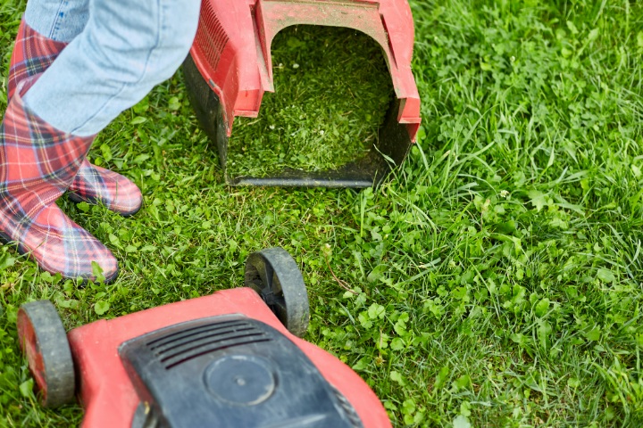 Close-up of lawn mower and grass catcher with clippings during residential yard work in spring