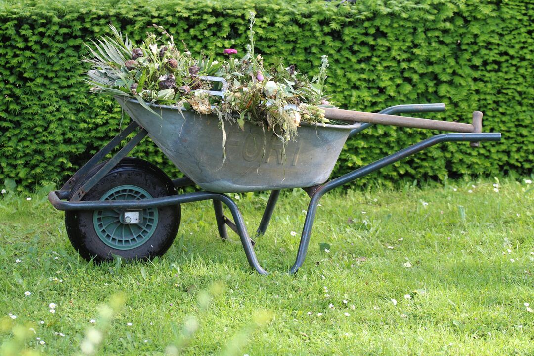Wheelbarrow Filled with Garden Waste and Tools on a Freshly Cut Lawn