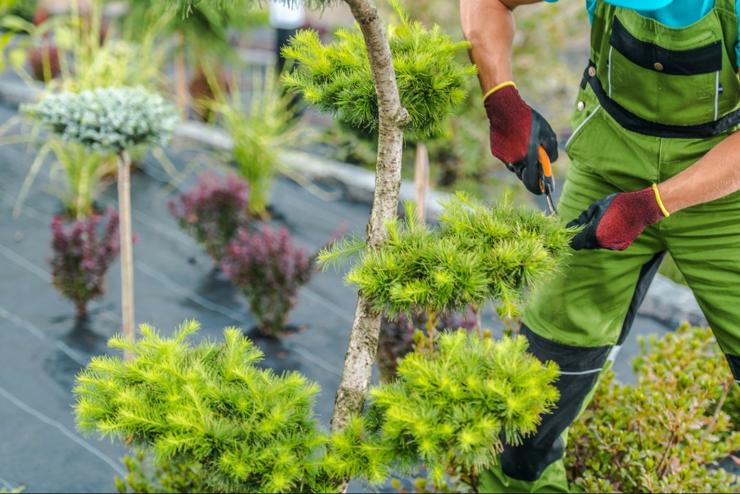Landscaper in green overalls trimming a shaped evergreen tree in a professional nursery or garden setting