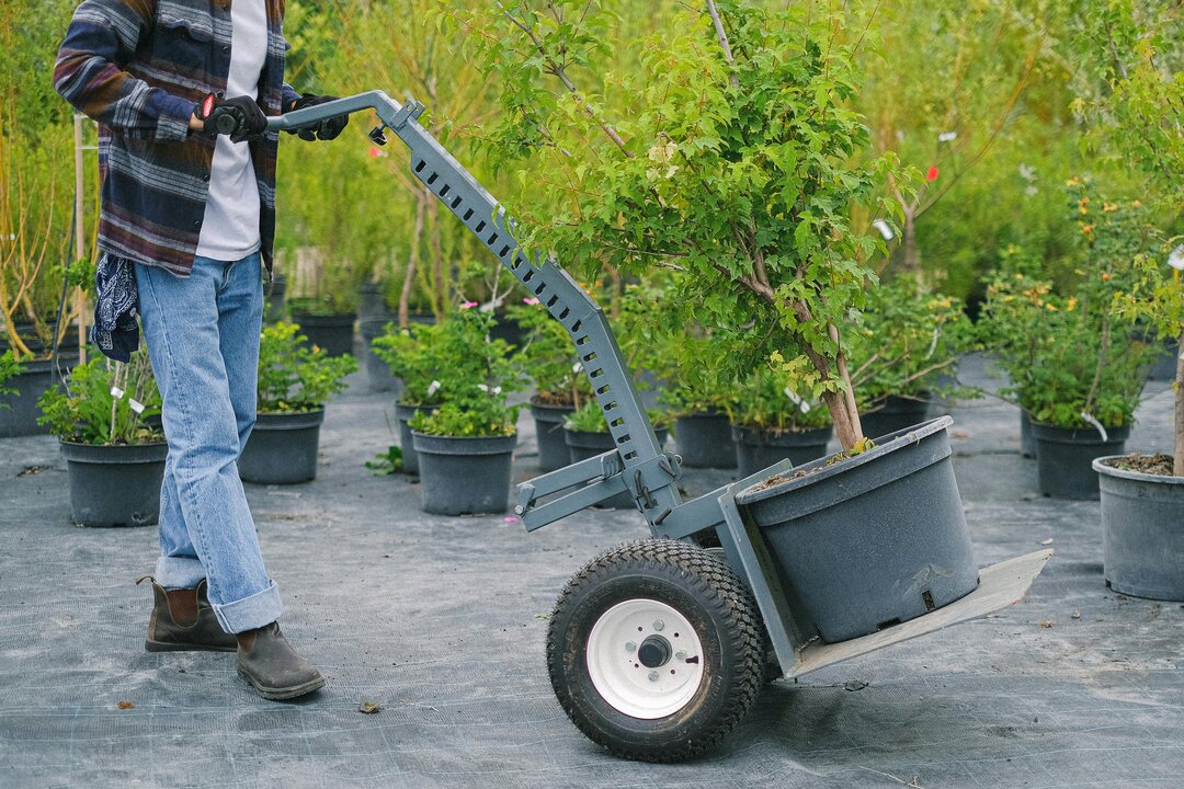 Landscaper transporting potted tree in nursery with a hand truck