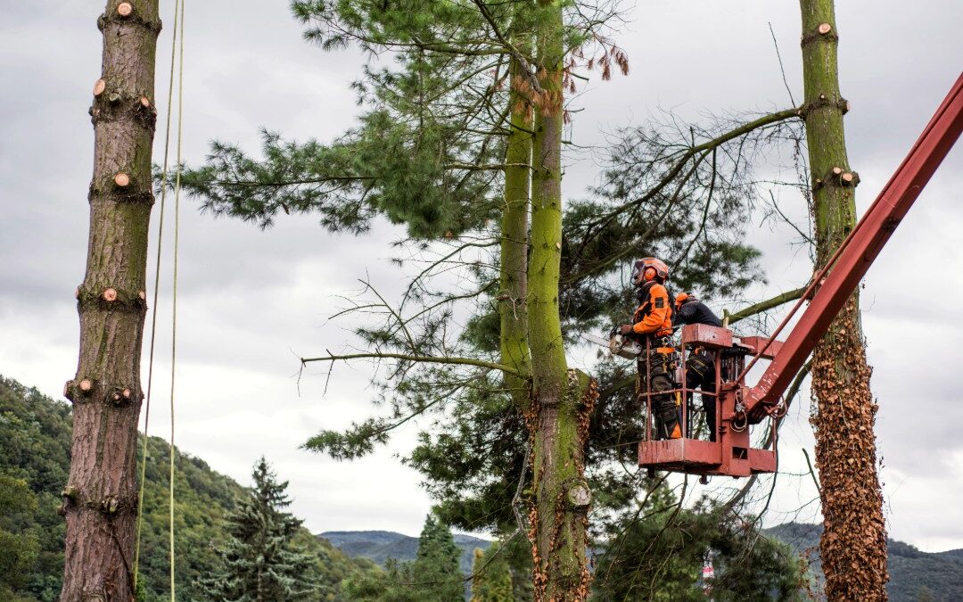 How Much Do Tree Service Companies Make?
