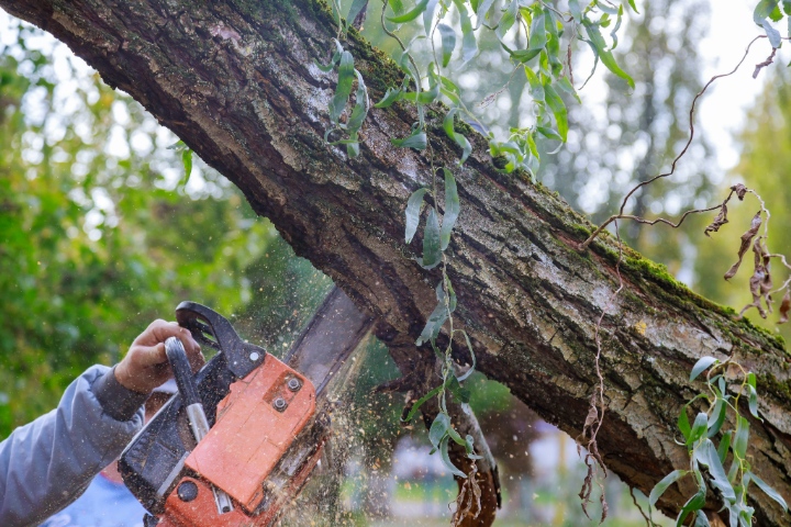 Man Pruning Tree Branches Work In The City Utilities