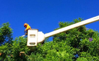 Most Profitable Types of Tree Services to Offer