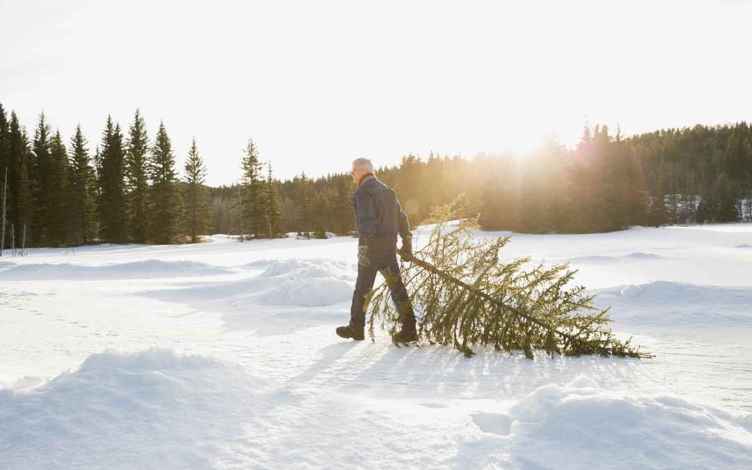 How to Handle Seasonality in Lawn Care