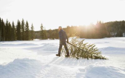 How to Handle Seasonality in Lawn Care