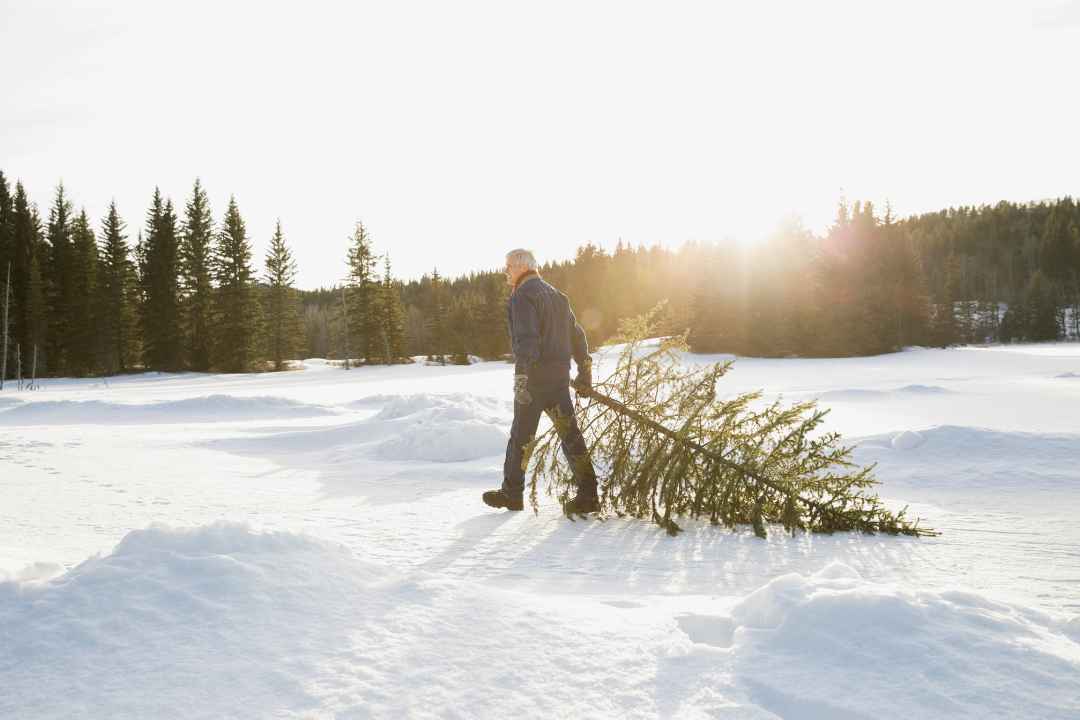 Landscaper Dragging Christmas Tree In Snow