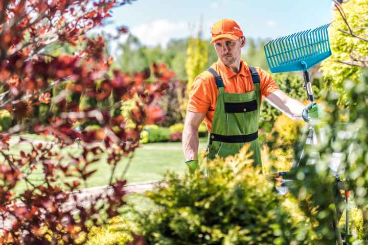 Landscaper Holding A Rake In A Lawn