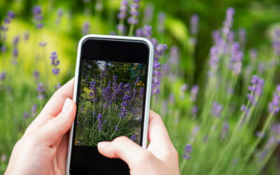 The Power of Before-and-After Photos in Landscaping Marketing